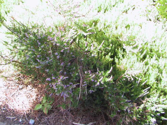 This picture is for quick loading of picture.