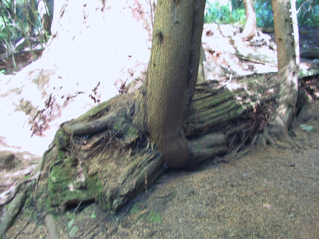 This picture is for quick loading of picture.