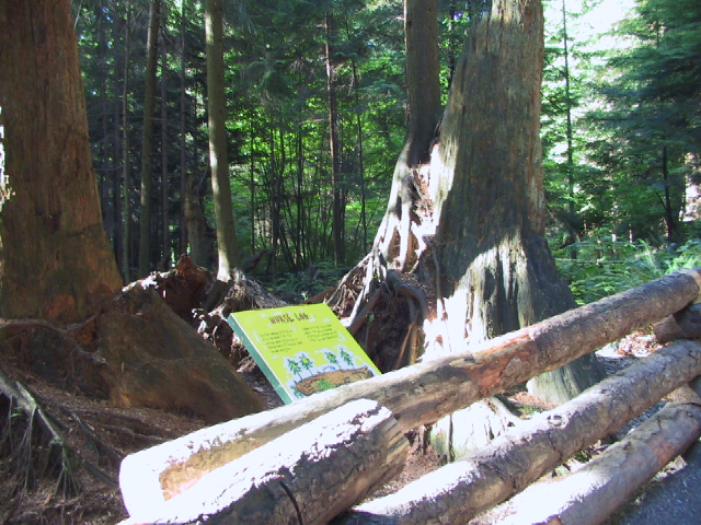 This picture is for quick loading of picture.