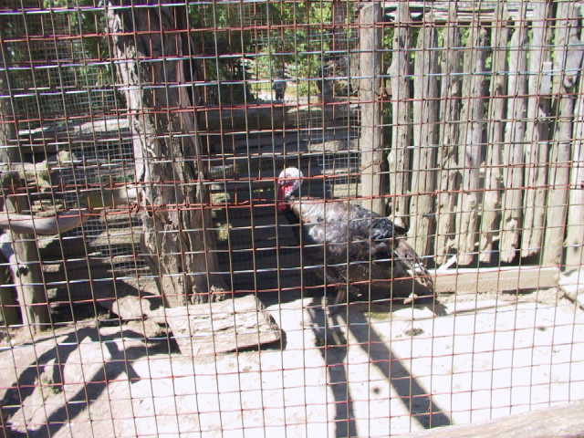 This picture is for quick loading of picture.