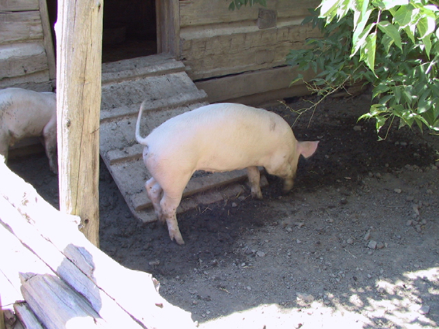 This picture is for quick loading of picture.