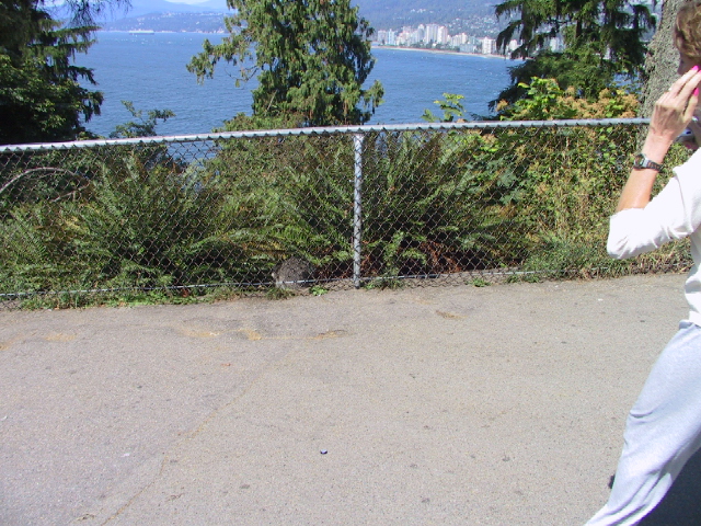 This picture is for quick loading of picture.