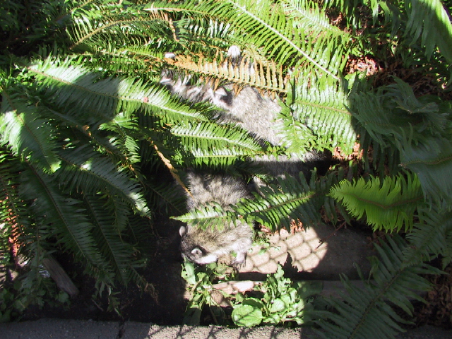 This picture is for quick loading of picture.