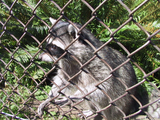 This picture is for quick loading of picture.