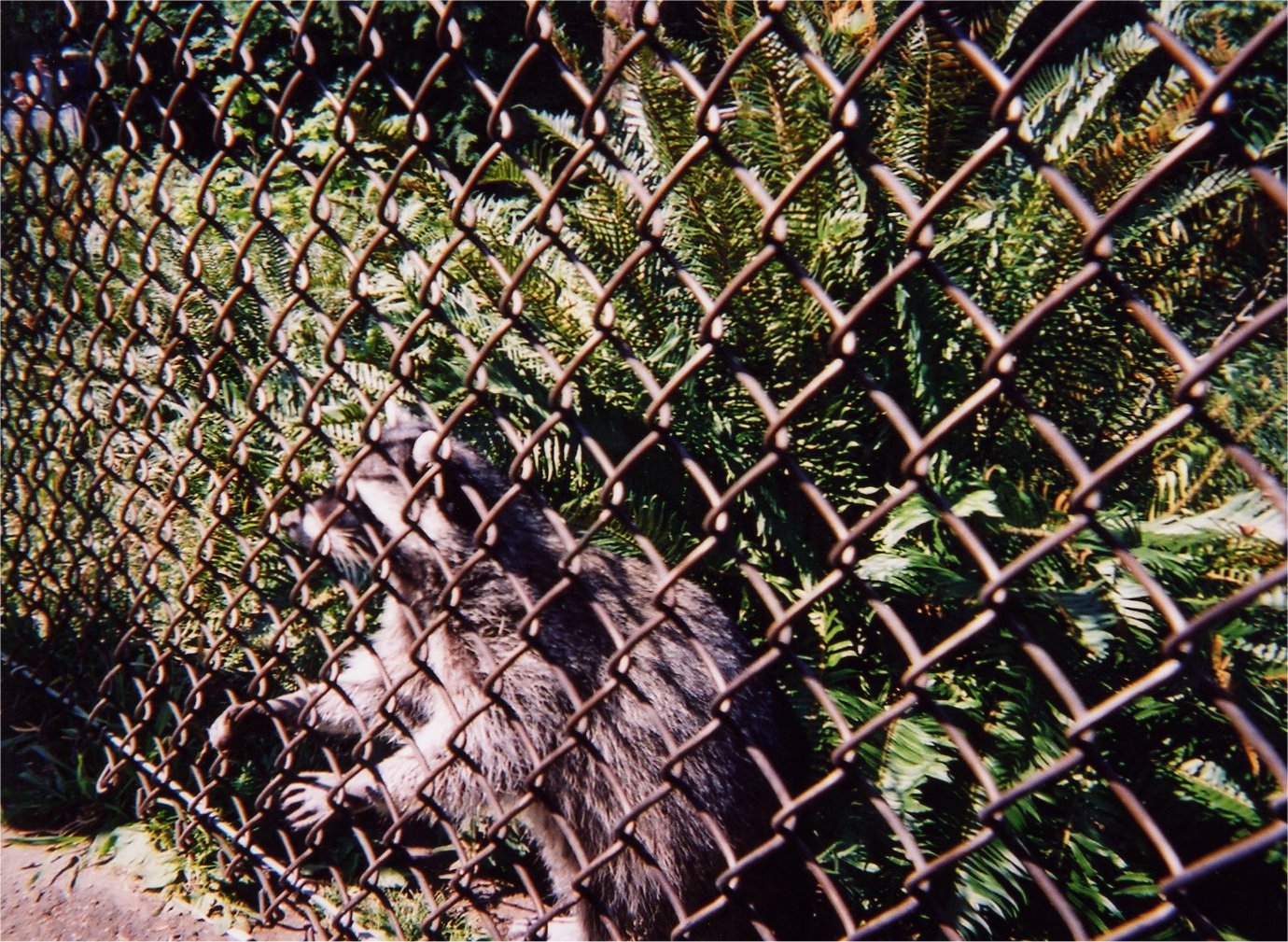 This picture is for quick loading of picture.