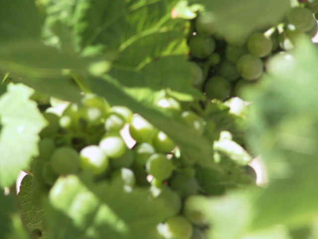 This picture is for quick loading of picture.