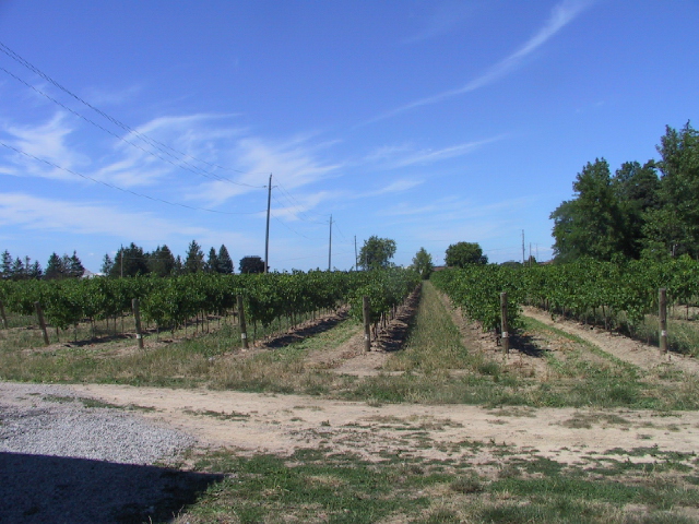 This picture is for quick loading of picture.