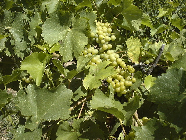 This picture is for quick loading of picture.