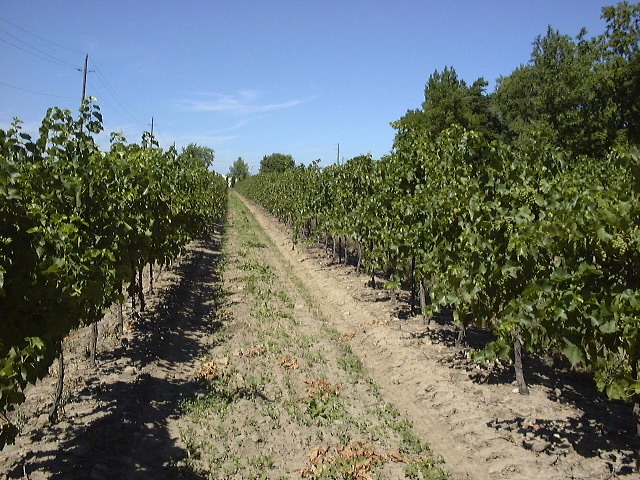 This picture is for quick loading of picture.